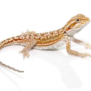 Cinnamon Dunner Leatherback Bearded Dragon