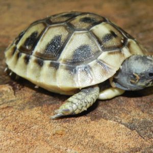 Baby Hermann’s Tortoise