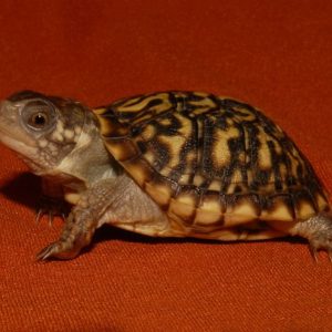 Baby Desert Ornate Box Turtle