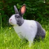 rabbits for sale