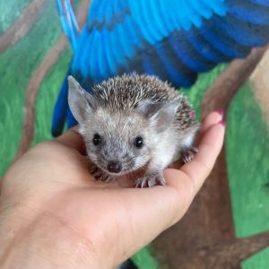 HEDGEHOG FOR SALE