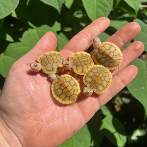 Caramel Pink Albino Red Ear Slider Turtle