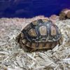 Baby Leopard Tortoise