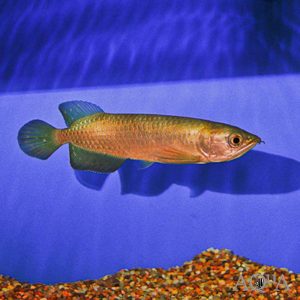 Australia Arowana