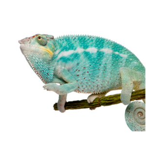 6-8 Inch Nosy Be Panther Chameleon