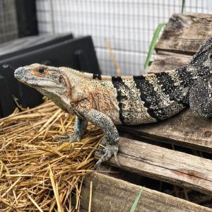 Oaxacana Spiny tail iguana