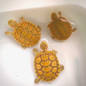 Female Pastel Red Ear Slider Turtle