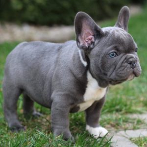 French Bulldog Puppies for sale