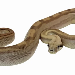 Baby Jungle Fire Het T+ Albino Boa