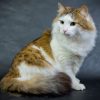 Ragamuffin cat for sale