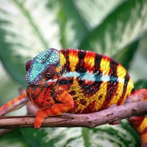 Sambava Panther Chameleon
