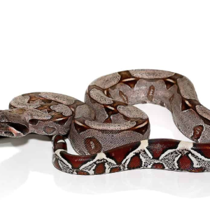 Suriname Redtail Boa