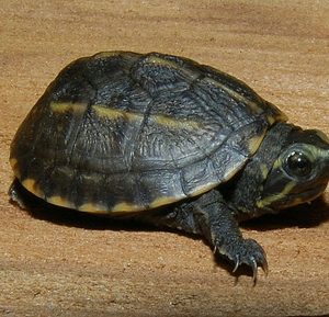 Florida Mud Turtle