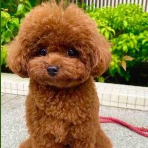Poodle Puppy for sale