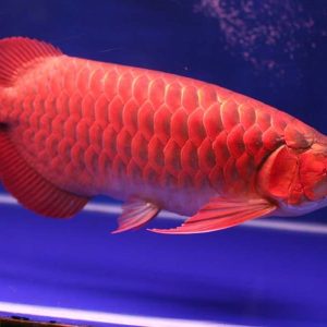 Buy Super Red Arowana