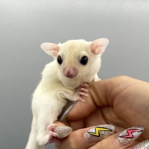 MALE SUGAR GLIDER FOR SALE 