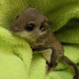 MALE FLYING SQUIRRELS FOR SALE