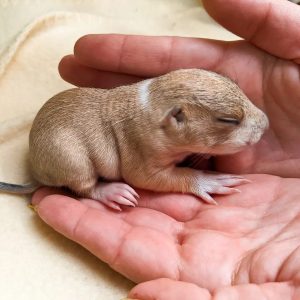 FEMALE PRAIRIE DOG FOR SALE