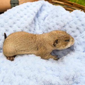 MALE PRAIRIE DOG FOR SALE