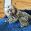 FEMALE MARMOSET FOR SALE