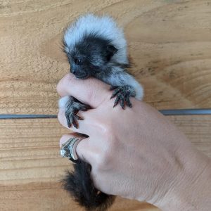 MALE MARMOSET FOR SALE