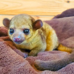 FEMALE KINKAJOU FOR SALE