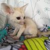 FENNEC FOX FOR SALE