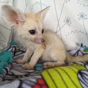 FENNEC FOX FOR SALE