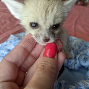 MALE FENNEC FOX FOR SALE