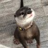 Asian Small Clawed Otters