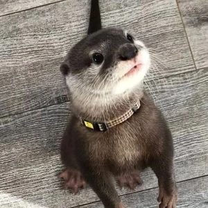 Asian Small Clawed Otters