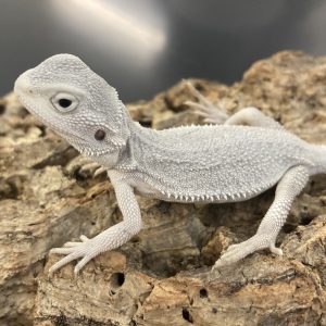 Hypo Zero Bearded Dragon