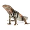 Baby Yucatan Spiny Tail Iguana