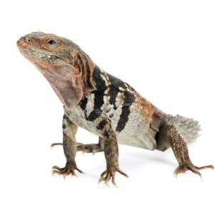 Baby Yucatan Spiny Tail Iguana