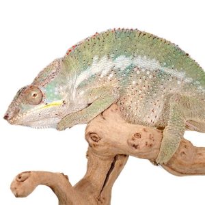 Angalovana Panther Chameleon