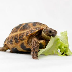 Russian Tortoise for sale