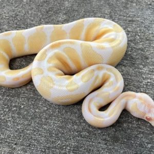 Baby Albino Ball Python For Sale