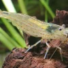 Amano Algae Eating Shrimp