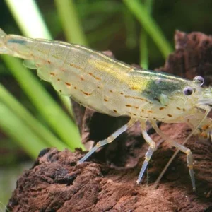 Amano Algae Eating Shrimp