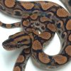 Baby Brazilian Rainbow Boa For Sale