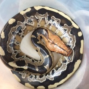 Baby Borneo Blood Python