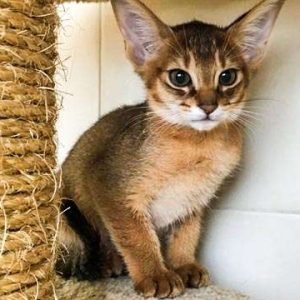 Chausie cat for sale
