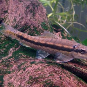 Chinese Algae Eater For Sale