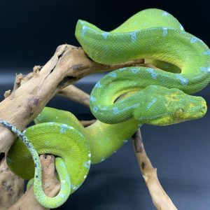 Sorong Green Tree Python For Sale