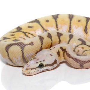 Baby Killer Bee Scaleless Head Ball Python