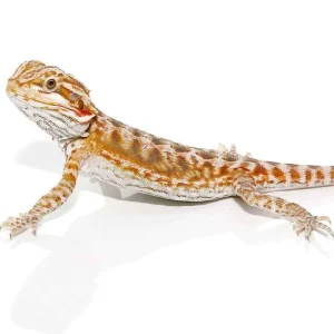 Cinnamon Leatherback Bearded Dragon