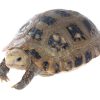 Elongated Tortoise for Sale