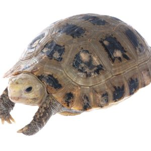 Elongated Tortoise for Sale