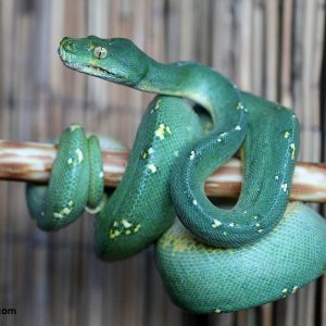 Baby Cyclops Mountain Green Tree Python