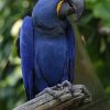 Hyacinth Macaw For Sale